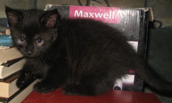 Страшнее кошки зверя нет  - ugo2.jpg