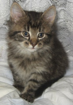 Страшнее кошки зверя нет  - pishka4.jpg