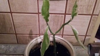 Наши цветы 2 - 20151014_214830.jpg