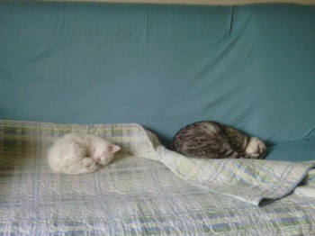 Любимая кошатинка  - IMG_20151125_140228.jpg