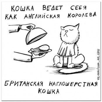 Любимая кошатинка  - BqtalAaDzyc.jpg