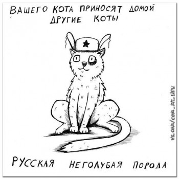 Любимая кошатинка  - o54WhLw4dbw.jpg