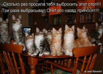 Любимая кошатинка  - 5COqgQhNFGI.jpg