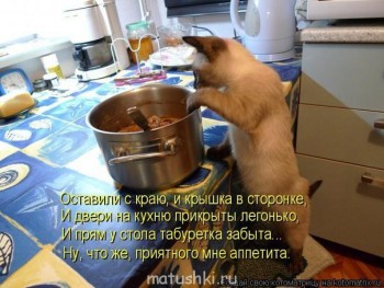 Любимая кошатинка  - кисун на кухне.jpg