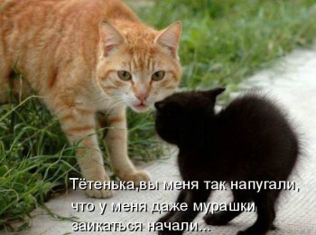 Любимая кошатинка  - pspEar54OHg.jpg