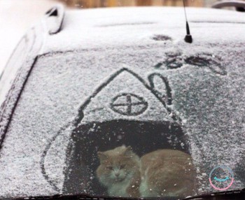 Любимая кошатинка  - QIhIz0T6B90.jpg