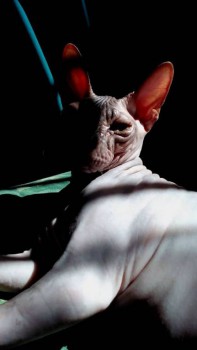 Любимая кошатинка  - 12348340_1075463945831593_188632139_n.jpg