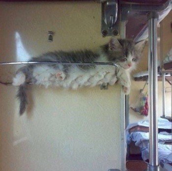 Любимая кошатинка  - вагонный.jpg