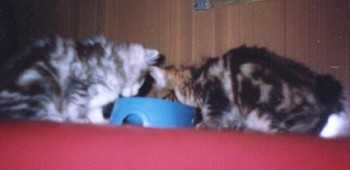 Котята едут в новые семьи