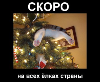 Любимая кошатинка  - CcDv-570tFY.jpg