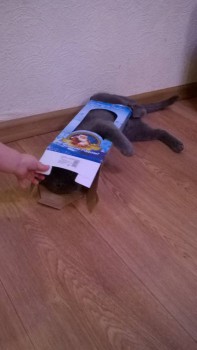 Любимая кошатинка  - WP_20151215_09_26_39_Pro.jpg