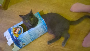 Любимая кошатинка  - WP_20151215_09_27_39_Pro.jpg