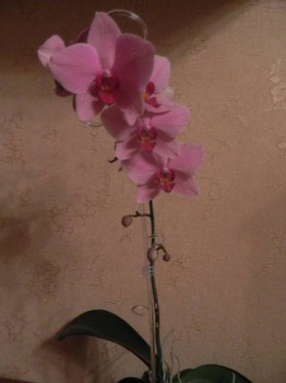 Орхидеи. - DSCN6291.JPG