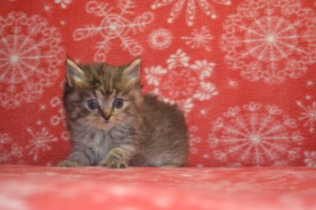 Любимая кошатинка  - DSC_5090.JPG