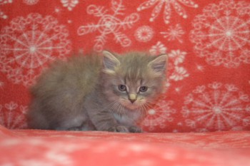 Любимая кошатинка  - DSC_5091.JPG