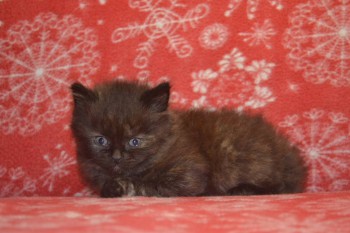 Любимая кошатинка  - DSC_5095.JPG