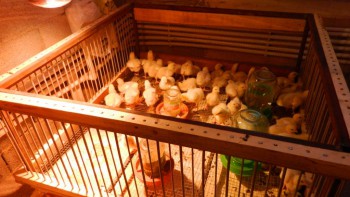 Приусадебное птицеводство. - DSCN6141.JPG