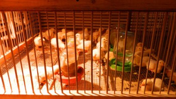 Приусадебное птицеводство. - DSCN6142.JPG