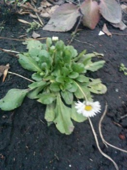 А что у нас с погодой? - 5 - s15455554.jpg