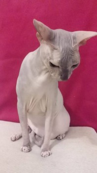 Любимая кошатинка  - 12460098_1087884884589499_1264272795_n.jpg