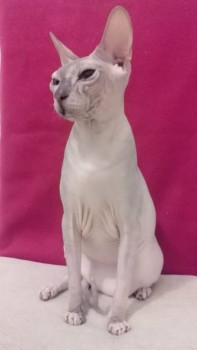 Любимая кошатинка  - 12434211_1087884857922835_1292363488_n.jpg