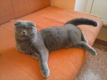 Любимая кошатинка  - CAM01993.jpg