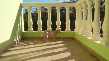 Любимая кошатинка  - 12482932_614499145364704_1031247786_o.jpg