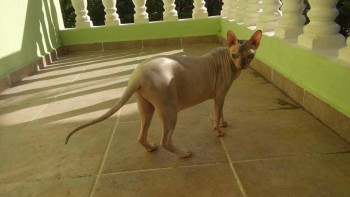 Любимая кошатинка  - 12482727_614499125364706_762470933_o.jpg