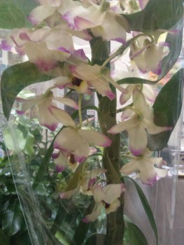 Орхидеи. - ihoLwU4fhX0.jpg