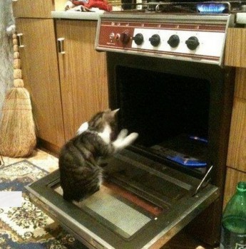 Любимая кошатинка  - Q7vXdtNj8qM.jpg