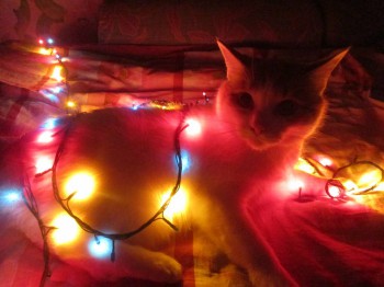 Любимая кошатинка  - IMG_1958.JPG