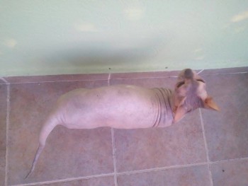 Любимая кошатинка  - 12483465_1093196780724976_1781034425_n.jpg