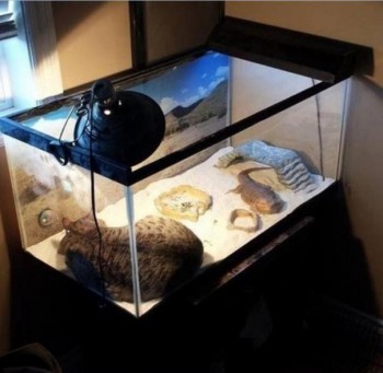 Любимая кошатинка  - TdokKfgPq5w.jpg