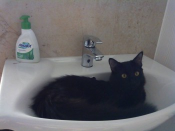 Любимая кошатинка  - IMG_20151218_141614.jpg