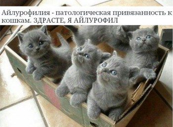 Любимая кошатинка  - AcdnWVXzGXg.jpg