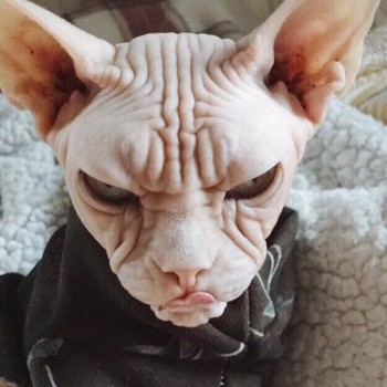 Любимая кошатинка  - v8amY7ggb20.jpg