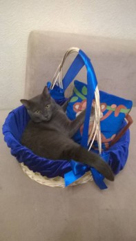 Любимая кошатинка  - WP_20160124_10_06_24_Pro.jpg