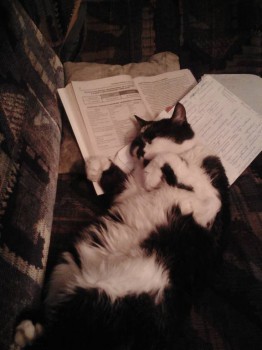 Любимая кошатинка  - Lenovo_A1000_IMG_20160130_182945.jpg