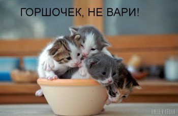 Любимая кошатинка  - ny_FuntDkoo.jpg