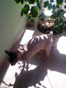 Страшнее кошки зверя нет  - 12648121_1108336172544370_1636494784_n.jpg