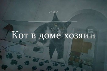 Любимая кошатинка  - 12670416_185885035103193_2707330855072200986_n.jpg