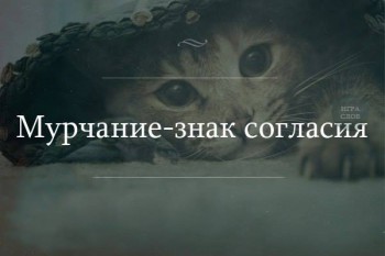 Любимая кошатинка  - 12654562_185885028436527_5675213622098979982_n.jpg